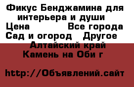 Фикус Бенджамина для интерьера и души › Цена ­ 2 900 - Все города Сад и огород » Другое   . Алтайский край,Камень-на-Оби г.